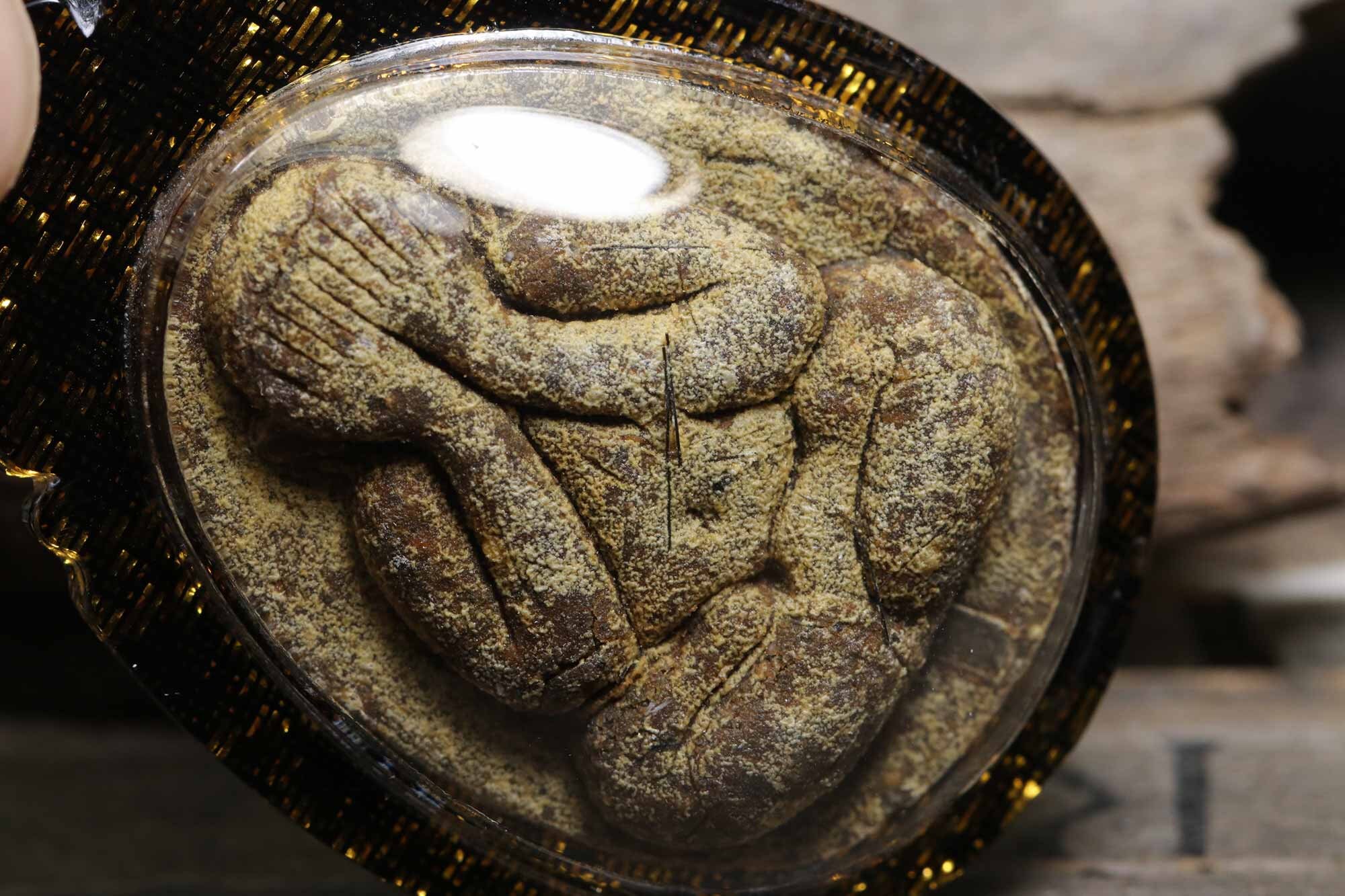 珍しいプラ ピタ ジャンボ タイのお守り: ルアン プー トク、ワット