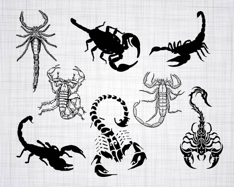 Download Scorpion SVG Bundle Scorpion SVG Scorpion Clipart Cut ...
