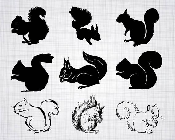 Download Squirrel Svg Bundle Squirrel Svg Squirrel Clipart Cut Files Etsy