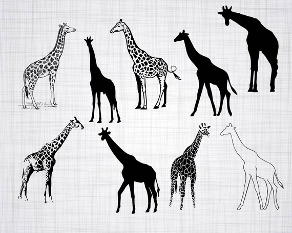 Download Giraffe Svg Bundle Giraffe Svg Giraffe Clipart Giraffe Cut Etsy