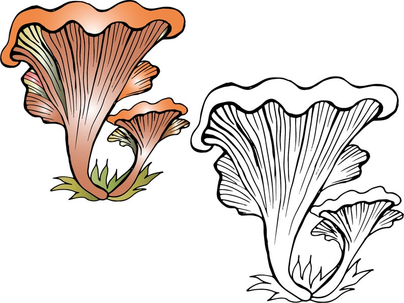Download Mushroom clipart Coloring autumn toadstool mushrooms edible | Etsy