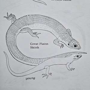 1985 A Field Guide to Reptiles and Amphibians Coloring Book