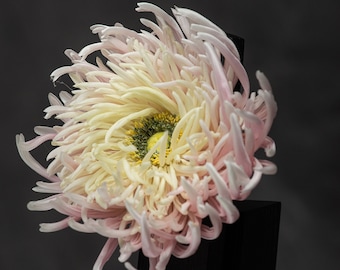 Large Flower Brooch for Women, Unique Flower Accessory for Elegant Outfit, Ivory and Pink Chrysanthemum Brooch, Gift for Mother in Law