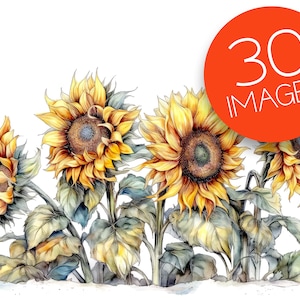 Acuarela Girasoles Clipart - flores de girasol en formato JPEG descarga instantánea para uso comercial