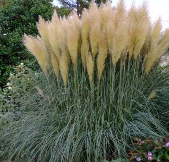 Cortaderia 'blue Bayou Pampas Grass 1 Gallon Size Ships Etsy