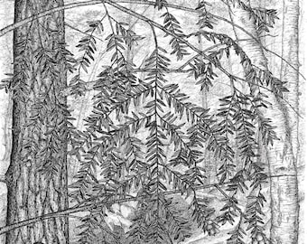 Hemlocks of County Road 510