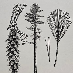 Eastern White Pine
