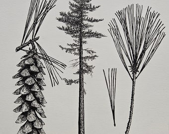 Eastern White Pine