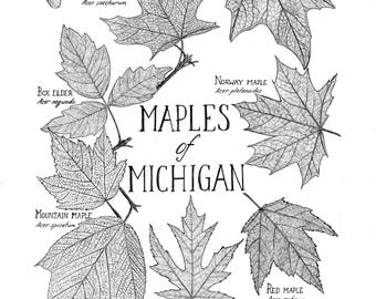 Maples of Michigan