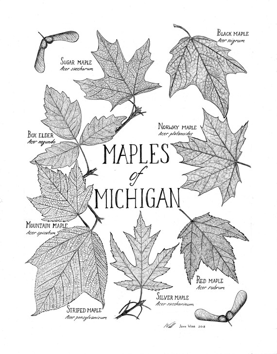 Which Maple Is It? Identifying Types of Maple Trees
