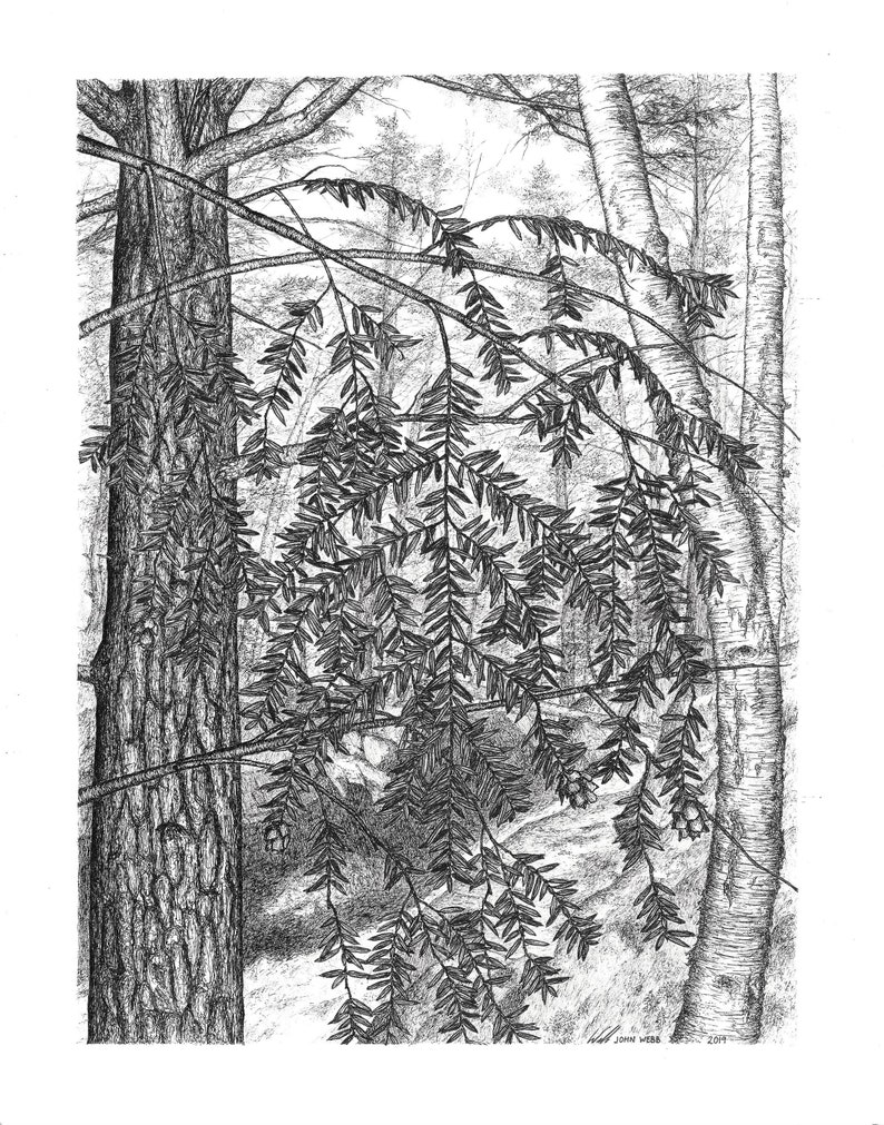 Hemlocks of County Road 510 - dral.regionlima.gob.pe
