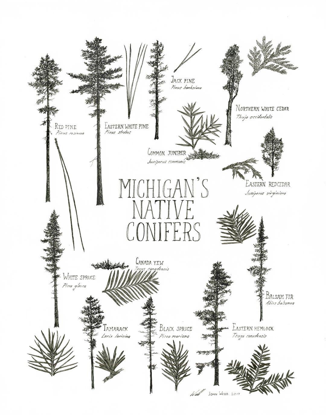 michigan-s-native-conifers-etsy