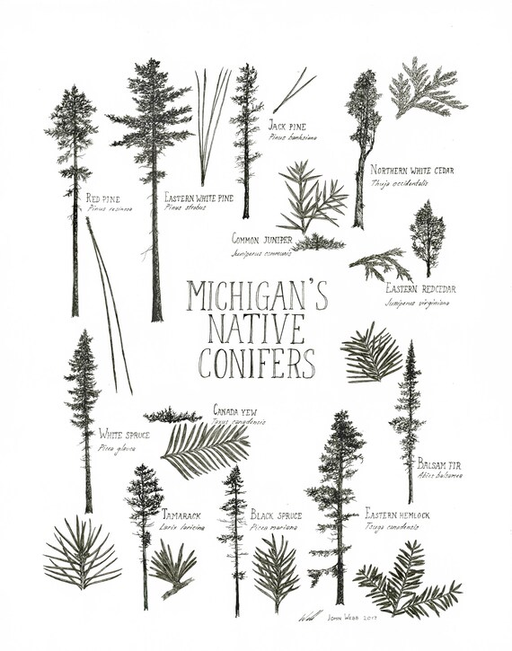 Michigan's Native Conifers - Etsy
