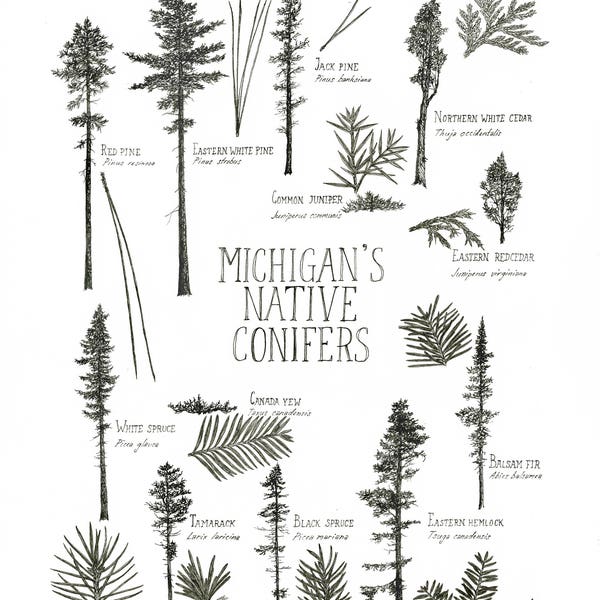 Michigan's Native Conifers