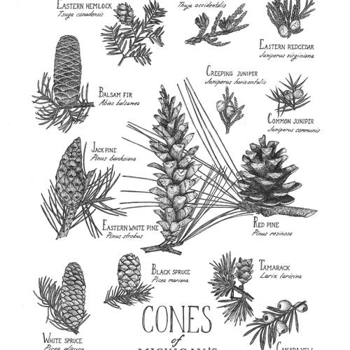 Michigan's Native Conifers - Etsy