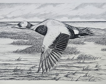 Spectacled Eider in Flight