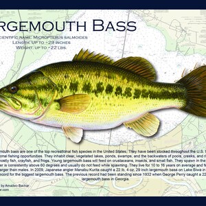 May include: A detailed illustration of a largemouth bass fish on a map background. The fish is green, yellow, and brown with a white belly. The text "LARGEMOUTH BASS" is at the top of the image. The scientific name, length, and weight of the fish are listed below the title. The text describes the fish's habitat, diet, and spawning habits.