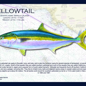 May include: A painting of a yellowtail fish, a type of amberjack, on a nautical chart background. The fish is depicted in vibrant colors, with a yellow tail, blue and green body, and a white belly. The text "YELLOWTAIL" is displayed in large, bold letters at the top of the image, along with the scientific name, length, and weight of the fish.