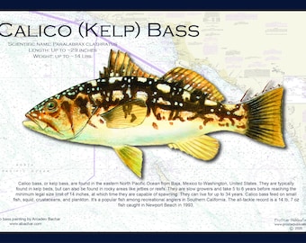 Fish Placemat: Calico (Kelp) Bass