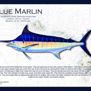 Reusable Fish Placemat: Blue Marlin