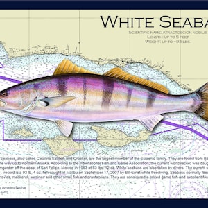 May include: A detailed illustration of a White Seabass fish, with a purple and white striped body, against a nautical chart background. The fish is depicted swimming to the right, with its mouth open and its fins spread out. The text "WHITE SEABASS" is displayed in large, bold letters at the top of the image, along with the scientific name, length, and weight of the fish.