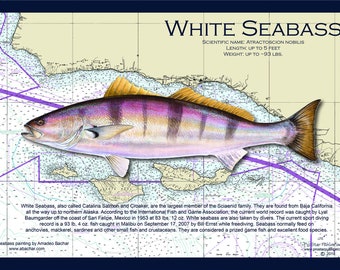 Fish Placemat: White Seabass