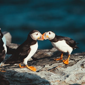 Puffin Love