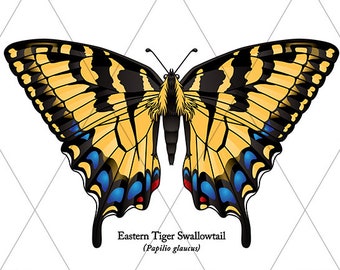 Eastern Tiger Swallowtail Butterfly Clipart in Multiple Colors