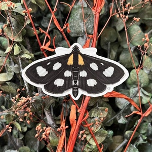 Vinyl Sable Moth Sticker, digital painting, digital art sticker, stickers, insect sticker, bug sticker, entomology, bug gift, moth art