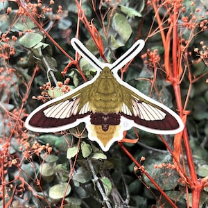 Vinyl Bee Hawk Moth Sticker, digital painting, digital art sticker, stickers, insect sticker, bug sticker, entomology, bug, moth art