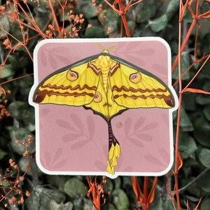 Vinyl Comet Moth Sticker, digital painting, digital art sticker, stickers, insect sticker, bug sticker, entomology, bug gift , moth art