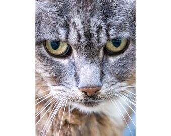 Portrait De Chat Costume Etsy Portrait De Chat Costume Etsy