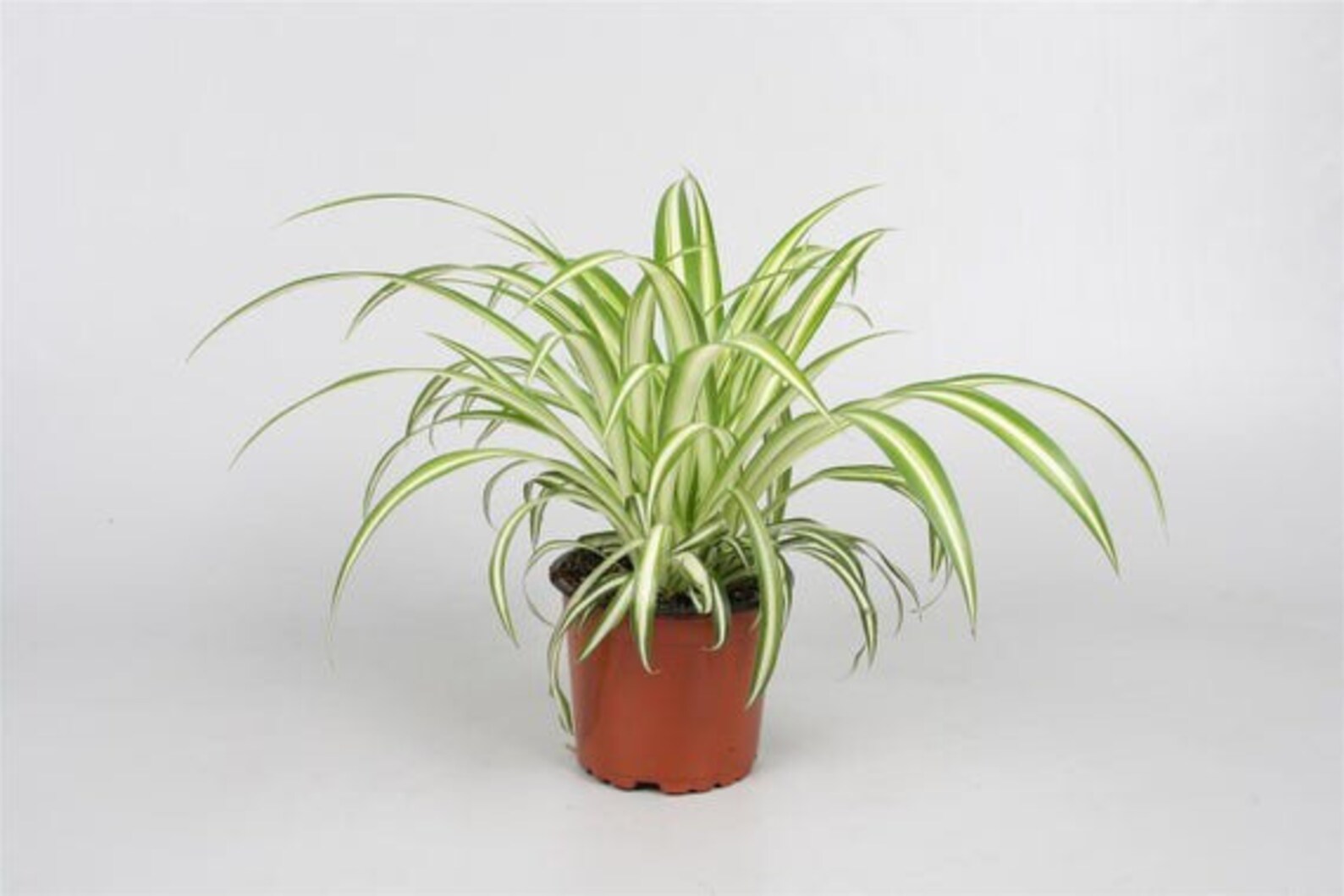 Rooted CUTTING small Spider Plant Cutting variegated air