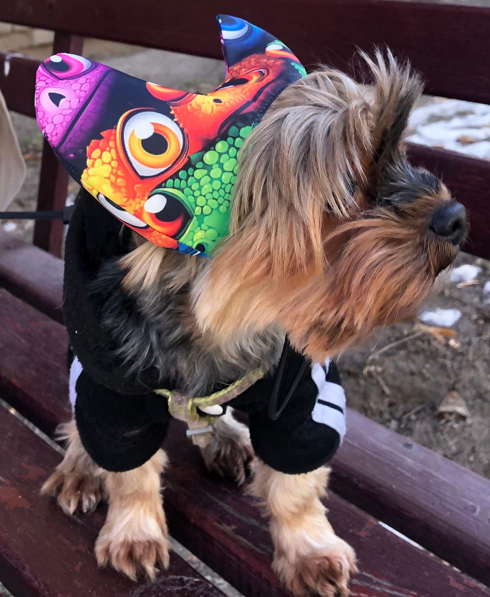 Bonnet De Douche Réglable Pour Chien - Protection Auditive Pour La