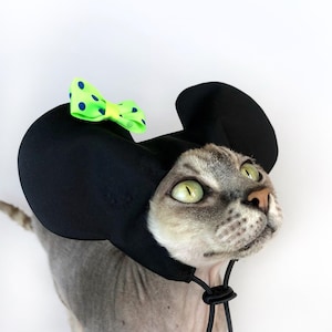 May include: A grey cat wearing a black Mickey Mouse ears hat with a green and blue polka dot bow.