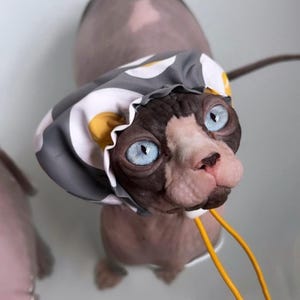 以下が含まれることがあります： 鮮やかな青い目を持ち、グレー、白、黄色の模様の帽子をかぶったスフィンクス猫。猫の肌はピンクと茶色の混合で、ピンクの鼻をしています。黄色のドローストリングが見えます。