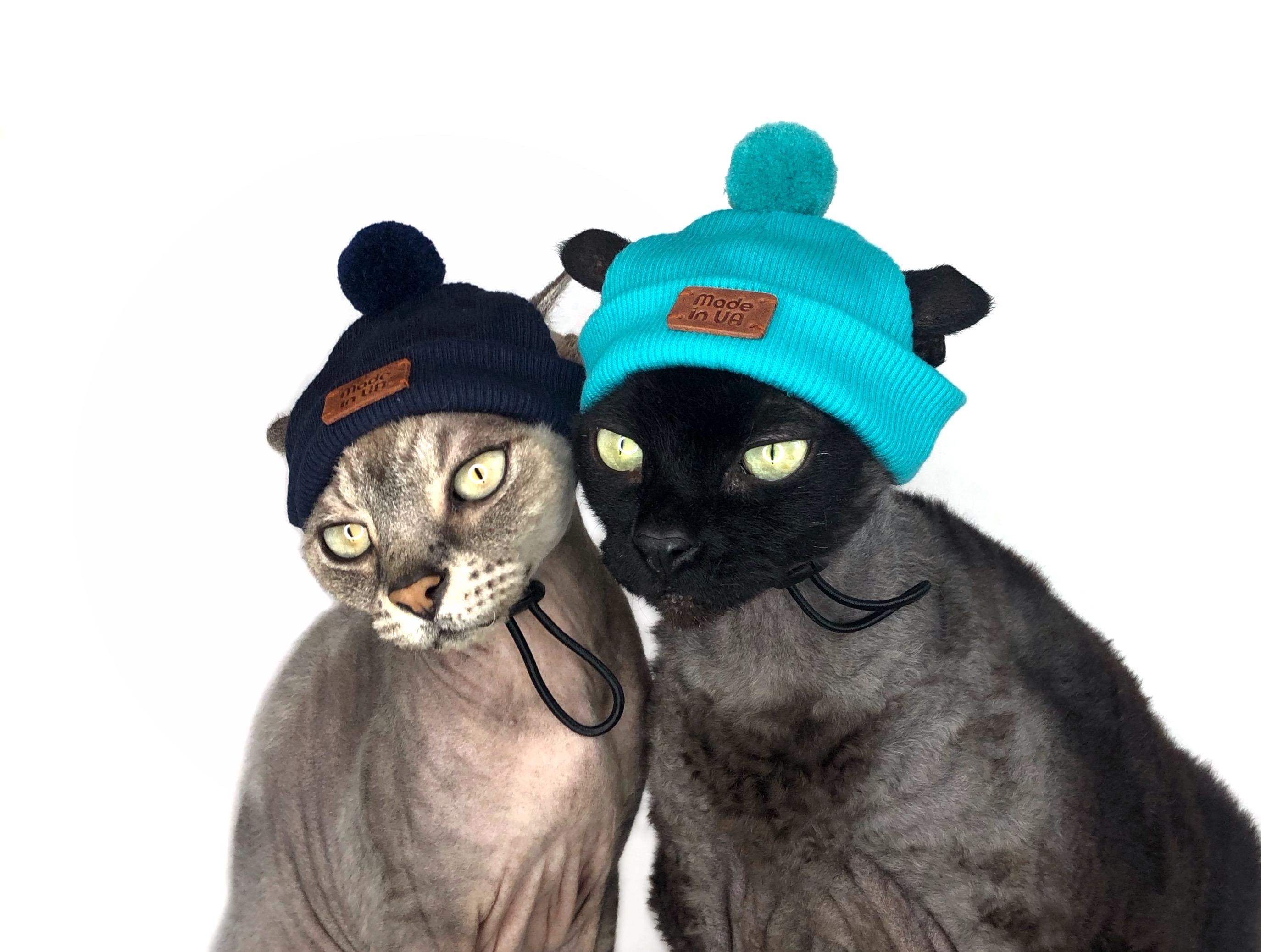 Sphynx cat beanie - Etsy 日本 ペットの毛のない猫の服、カラフルなスフィンクス, image size:2749x2077