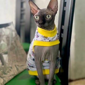 May include: A gray Sphynx cat wearing a patterned shirt with yellow trim. The cat is sitting upright on a green surface, with its large ears perked up. The shirt has a white base with colorful cartoon designs.