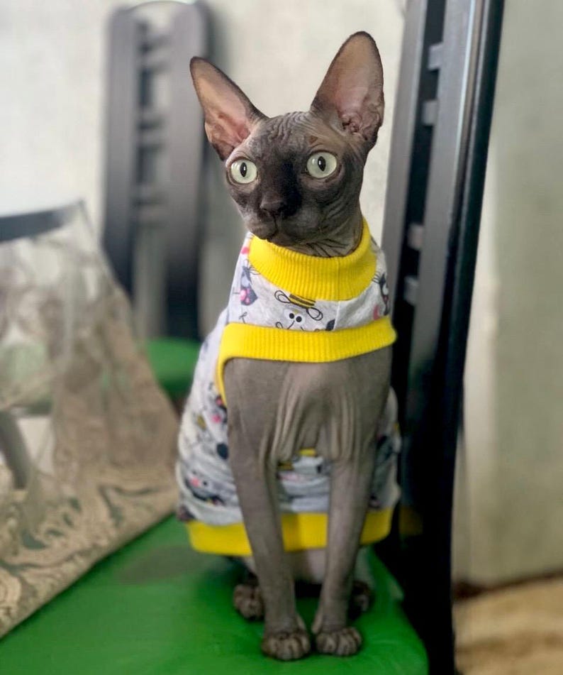 May include: A gray Sphynx cat wearing a patterned shirt with yellow trim. The cat is sitting upright on a green surface, with its large ears perked up. The shirt has a white base with colorful cartoon designs.