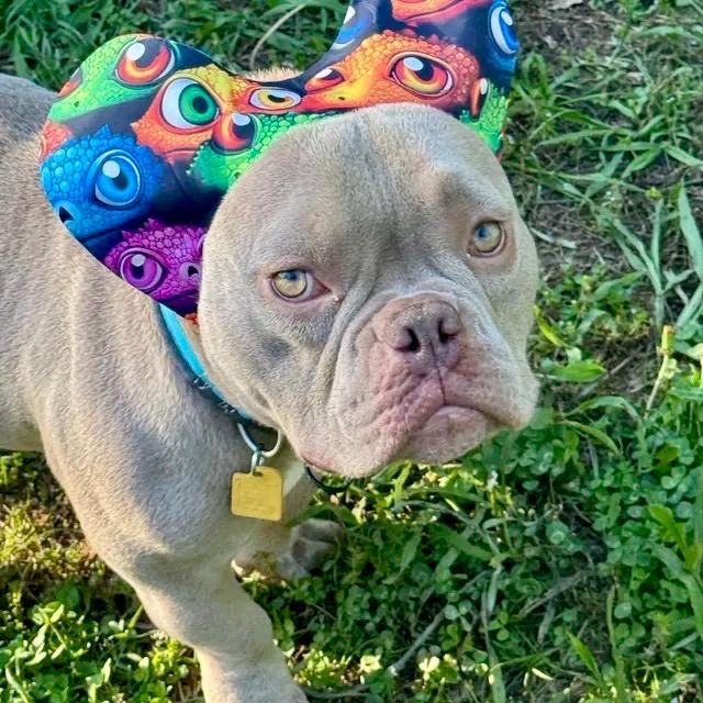 Cache-Oreilles Natation Pour Chien - Imperméable Réglable - Protection Contre L'Eau Et Le Bruit - Tailles S/M/L - 9