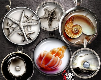 May include: Six round, silver-toned, decorative, metal frames with glass inserts. Each frame contains a different image of a seashell or starfish. The images include a nautilus shell, a conch shell, a pearl oyster, and two starfish.