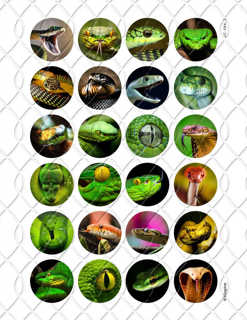 Puthon Snake Collage Snakes Digital Collage Sheets Printable Downloads for Bottle Caps ...