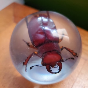 May include: A clear glass paperweight encasing a large, reddish-brown beetle. The beetle is centered within the sphere, showcasing its detailed features. The paperweight sits on a wooden surface, with a green background.