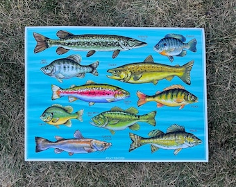 Folky Fish freshwater species poster
