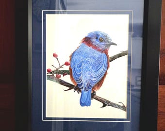 Eastern Bluebird