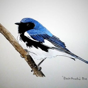 Black-throated Blue Warbler Original