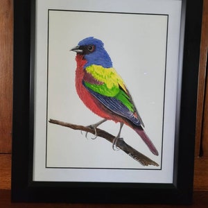 Painted Bunting Original