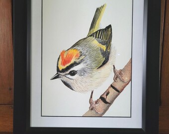 Golden-crowned Kinglet Original