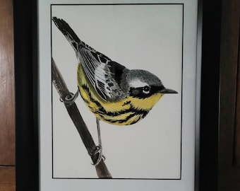 Magnolia Warbler Original