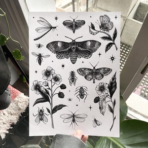 moth tattoo flash sheet | entomology | floral art print | blackberries | butterfly | insect | dotwork | botanical illustration | celestial